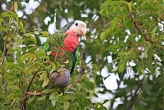 Cuban Amazon